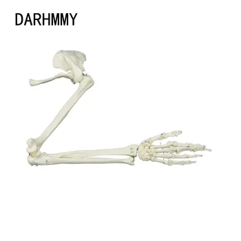 DARHMMY 1:1 Модел на Костите на горния крайник, Лопатка, Ключица, Гъвкав Модел на Скелета, Медицински Образователен Инструмент, Анатомия на костите на Ръцете За Възрастни
